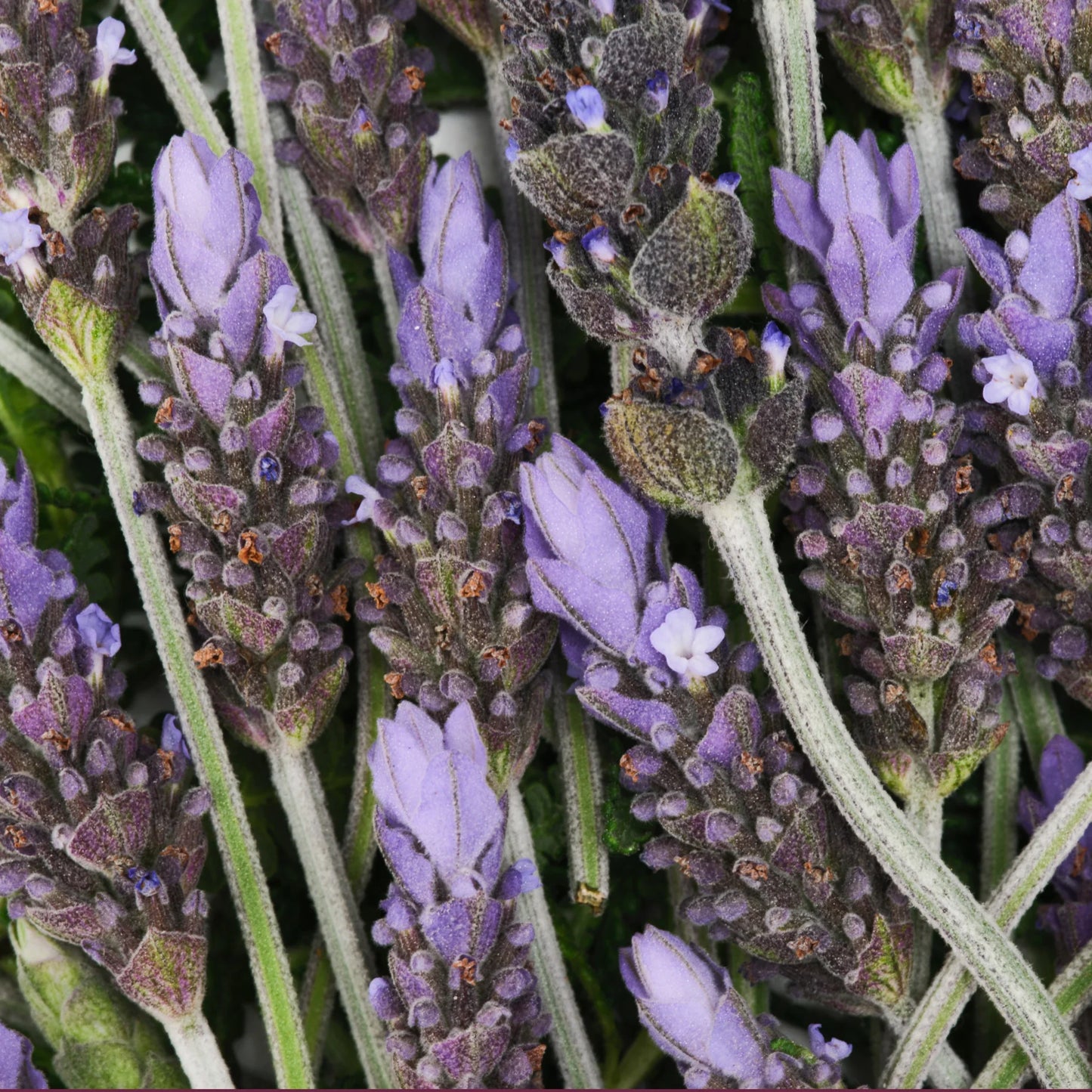 Lavender - Pure-Castile Magic Bar Soap